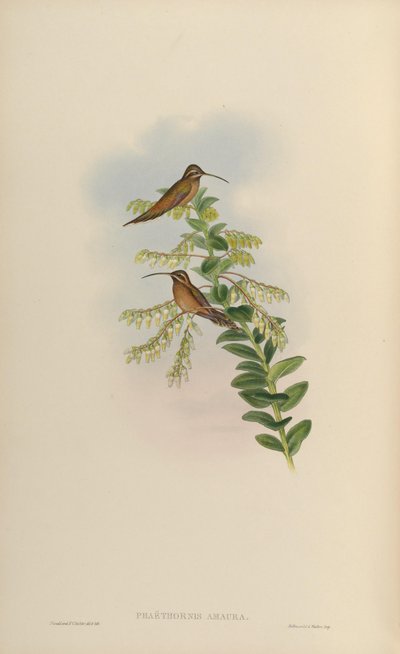 Phaethornis striigularis striigularis by John Gould